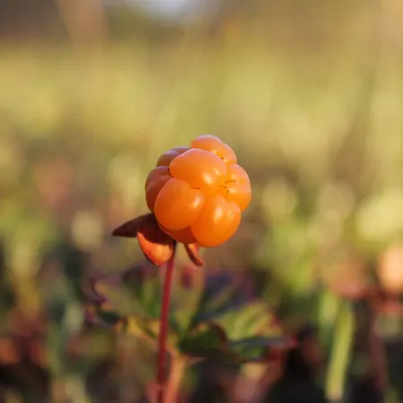 Laahtanen Campingplads 2*